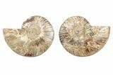 Cut & Polished, Crystal-Filled Ammonite Fossil - Madagascar #282655-1